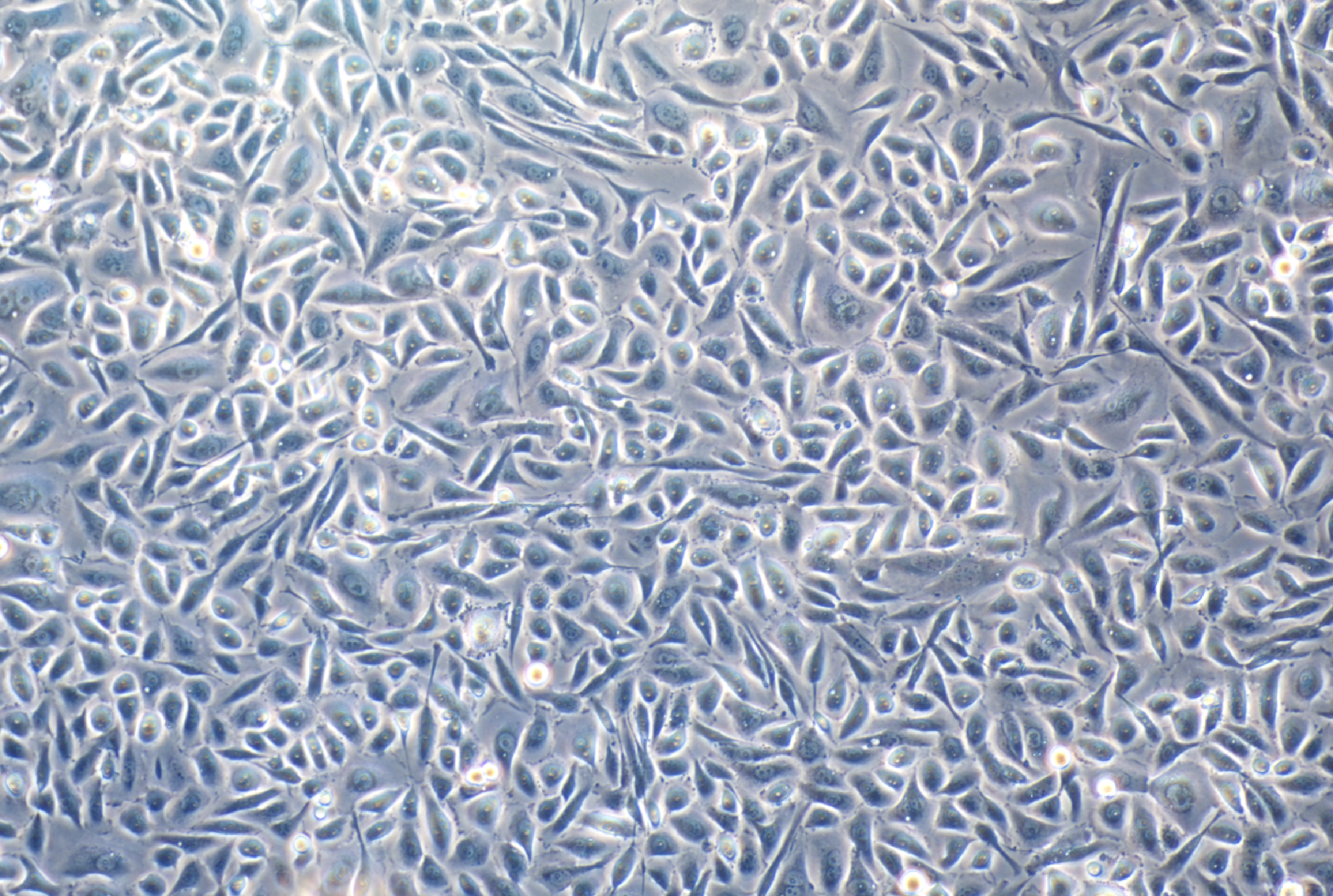人毛囊干细胞（原代细胞） Human hair follicle stem cells