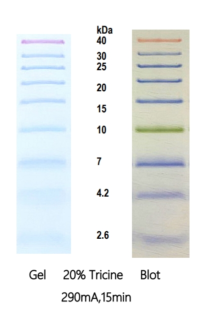 低分子量彩色预染蛋白Marker(2.6-40 kDa)