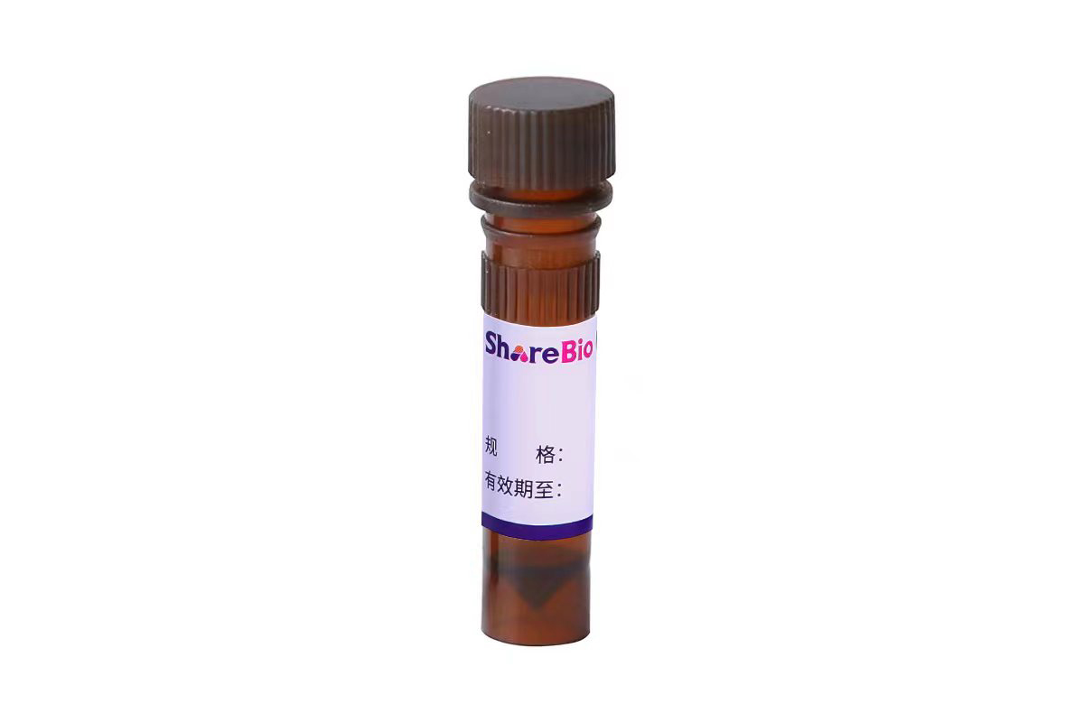 MW25000线性PEI转染试剂 Polyethylenimine Linear(PEI)