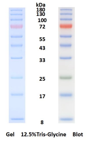 彩色预染蛋白Marker(8-180 kDa)