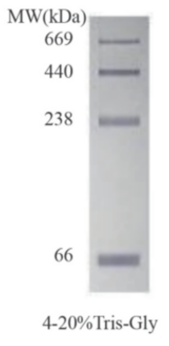 非变性蛋白Marker(66-669 kD)