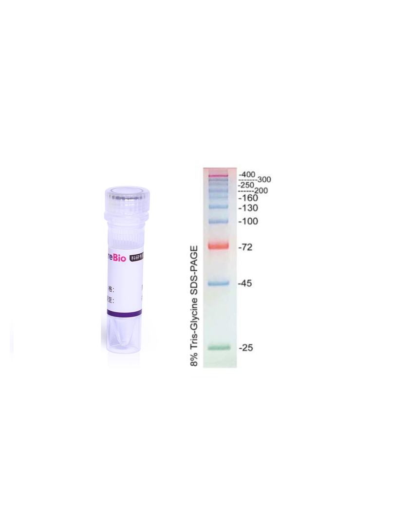 高分子量彩色预染蛋白marker(25-400 kDa)