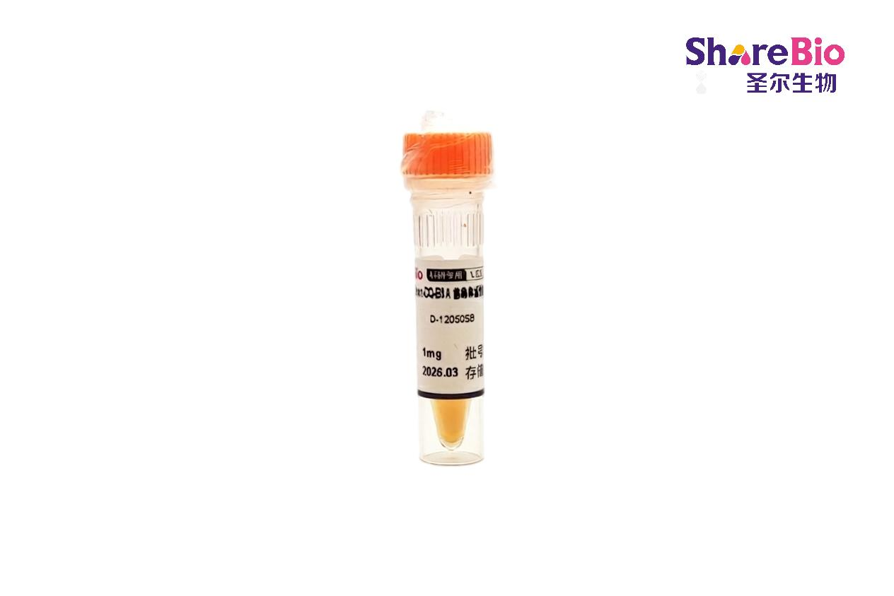 Green-DQ-BSA 溶酶体活性检测 DQ-BSA-GREEN Lysozyme Assay Kit
