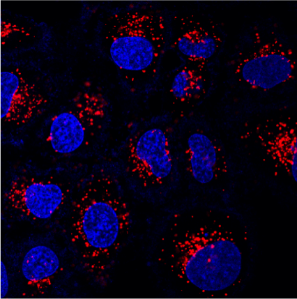 DQ-BSA-Red溶酶体活性检测 DQ-BSA-RED Lysozyme Assay Kit
