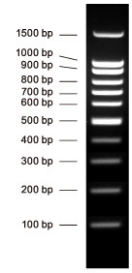 100bp DNA Ladder DNA分子量标准(100 bp-1500 bp) 100bp double-stranded DNA  Ladder