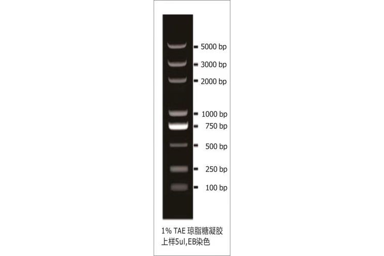 5000bp plus DNA Ladder(100 bp-5000 bp) 5000bp plus double-stranded DNA  Ladder