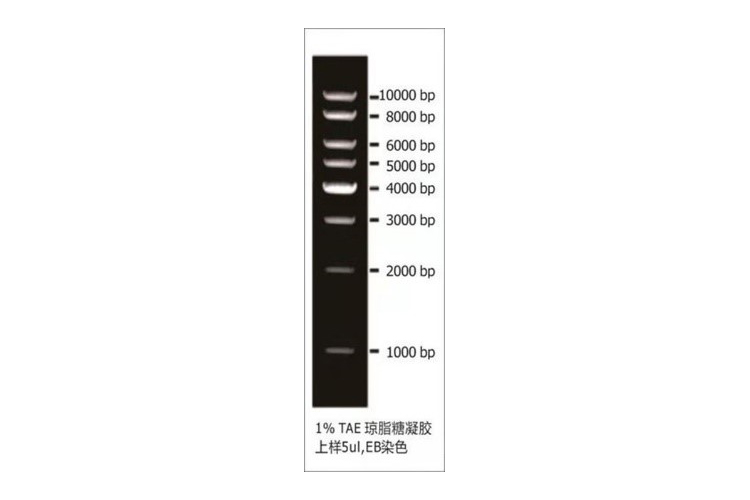 1 kb DNA Ladder(1 kb-10 kb) 1 kb double-stranded DNA  Ladder ;1 kb dsDNA Ladder