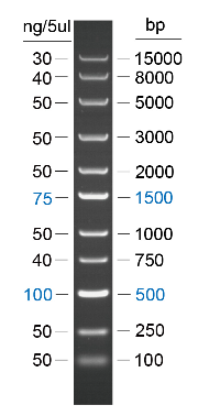 100bp DNA Ladder (100 Bp-15 Kb) 100bp Double-Stranded DNA Ladder