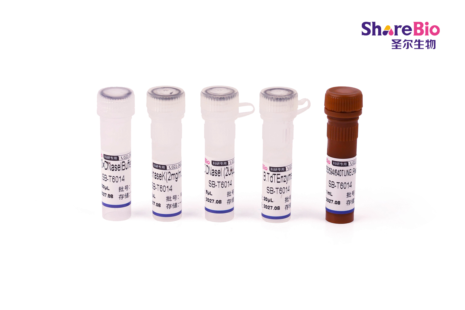 594 TUNEL 细胞凋亡试剂盒（红色荧光） 594 TUNEL Assay Kits for In Situ Apoptosis Detection