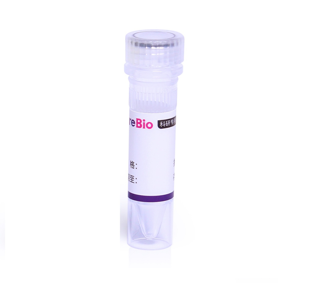 mCherry tag Mouse Monoclonal Antibody