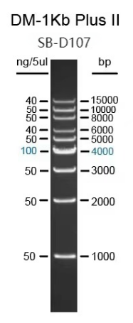 15000 bp DNA Ladder(1 kb-15 kb) 15000 bp double-stranded DNA  Ladder ;15000 bp dsDNA Ladder