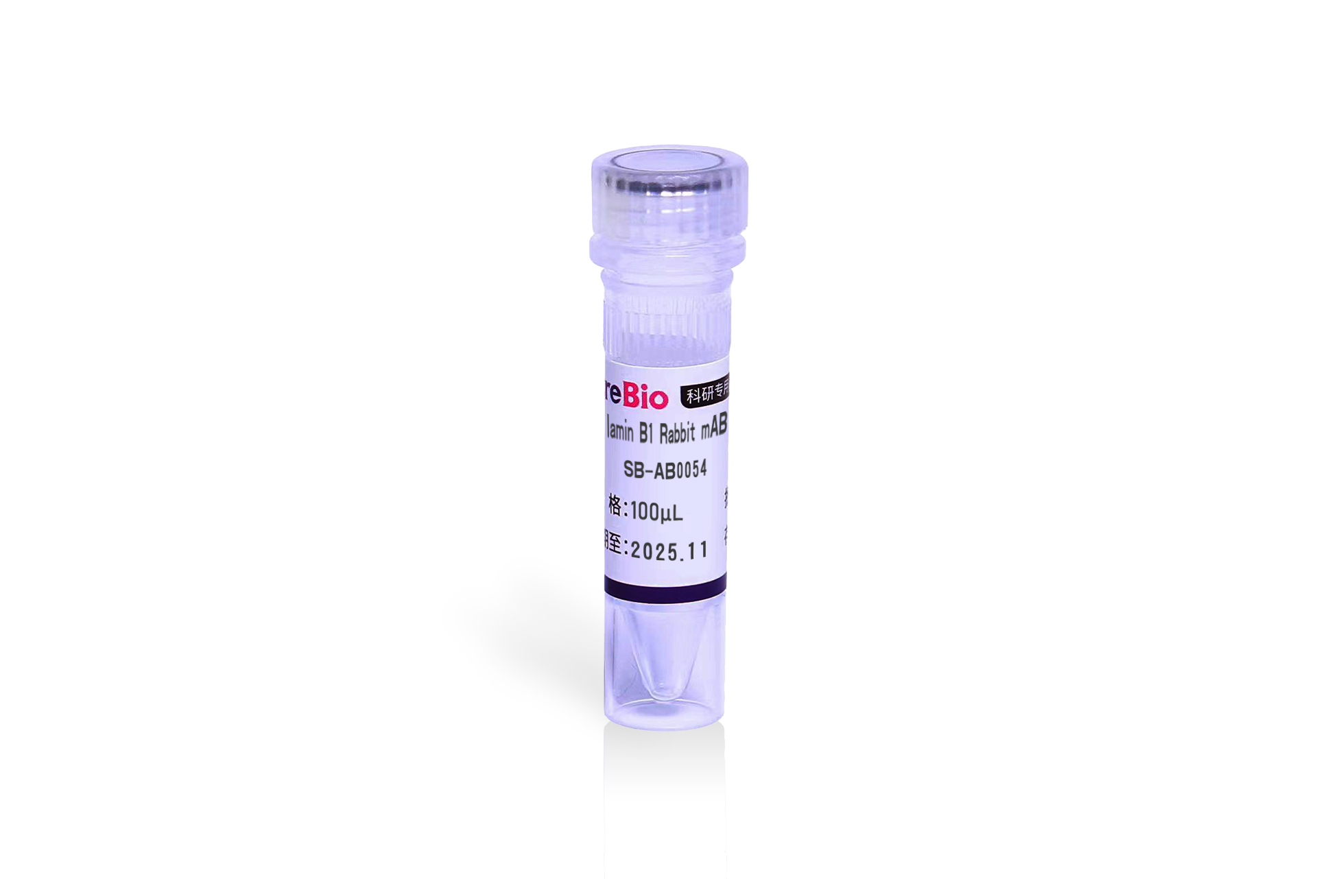 lamin B1 Rabbit mAB