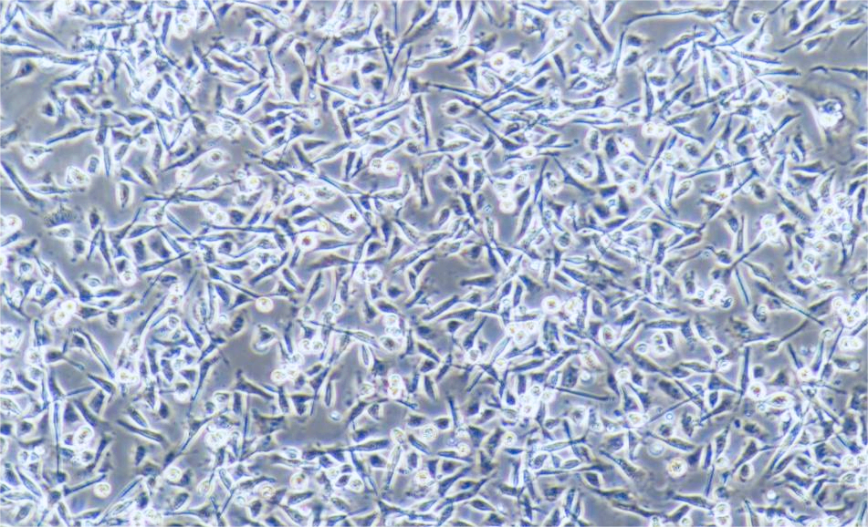 猪髋动脉内皮细胞系PIEC（种属鉴定） Pig hip artery endothelial cells PIEC