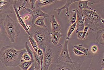 CHO-dhfr中国仓鼠卵巢细胞系（缺失二氢叶酸还原酶） CHO dhfr Chinese hamster ovary cells (lacking dihydrofolate reductase)
