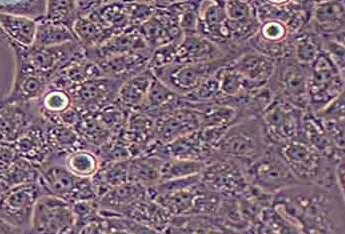 3D4/21猪肺泡巨噬细胞系 3D4/21 Porcine Alveolar Macrophages