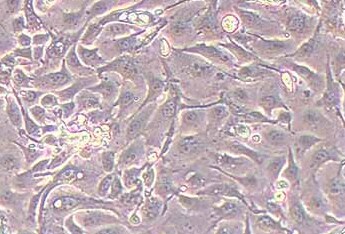 山羊乳腺上皮细胞(永生化细胞） Goat mammary epithelial cells immortalized cells