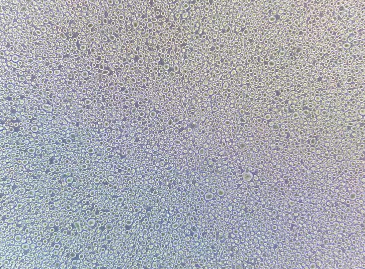 TF-1 (人血液白血病细胞系) (STR鉴定正确) TF-1 (human leukemia cells)
