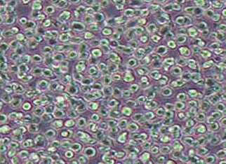 U937-LUC-PURO人组织细胞淋巴瘤细胞（荧光示踪细胞）+luc U937-LUC-PURO human histiocytic lymphoma cells+luc
