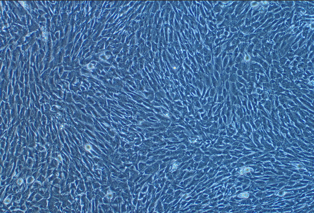 小鼠精母细胞系GC-2 spd（种属鉴定） Mouse spermatocyte line GC-2 spd