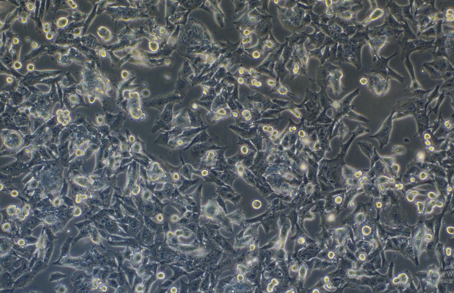GL261小鼠胶质细胞(永生化细胞） GL261 mouse glial cells