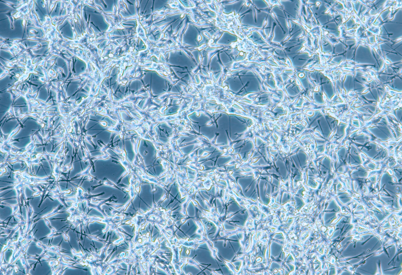 CT26小鼠结肠癌细胞系 CT26 mouse colon cancer cells