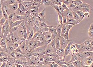 MIMCD3小鼠肾髓质化细胞系 MIMCD3 mouse renal medullary cells