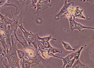 MPC-1小鼠附睾近头端上皮细胞系(永生化细胞） MPC-1 immortalized mouse epididymal proximal epithelial cell line