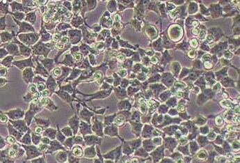 RSC96大鼠雪旺细胞系 RSC96 rat Schwann cells，SCs