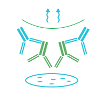 Western Blot
